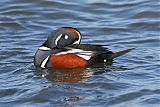 Harlequin Duckborder=